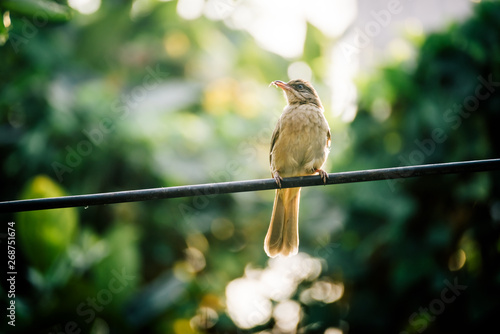 Streak-eared Bulbul (Pycnonotus blanfordi) photo