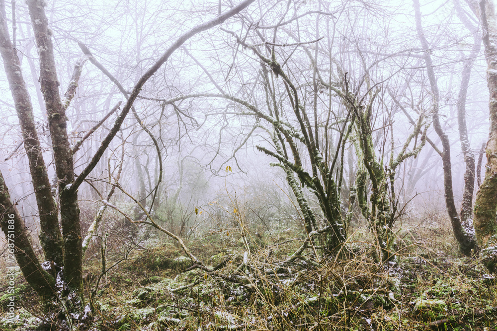 Trees in fog at park China Trees in fog at park China