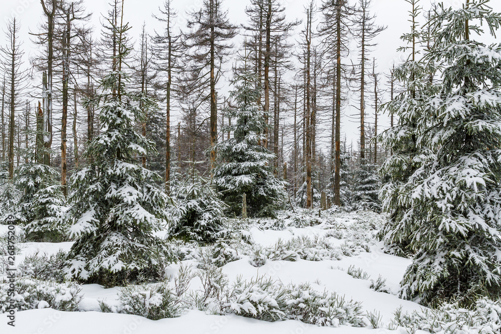 Nationalpark Harz der Oderteich im Winter Nationalpark Harz der Oderteich im Winter