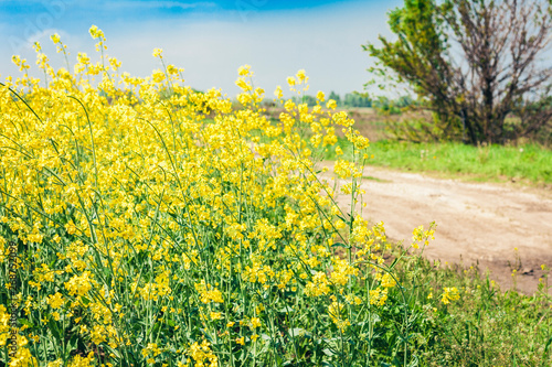 rape blooms on the field (Brassica Napus), with yellow flowers texture background, agricultural plant in Kiev region, Ukraine .