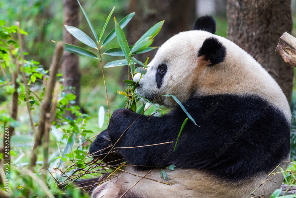 panda in zoo of Sichuan China