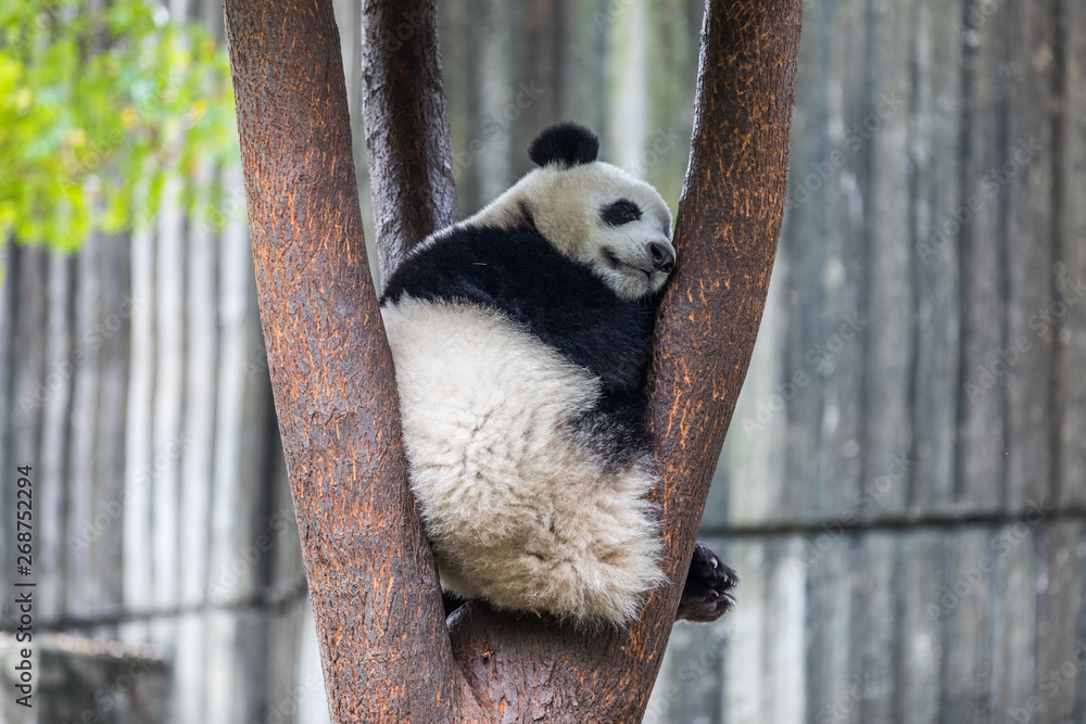 Obraz premium panda in zoo of Sichuan China