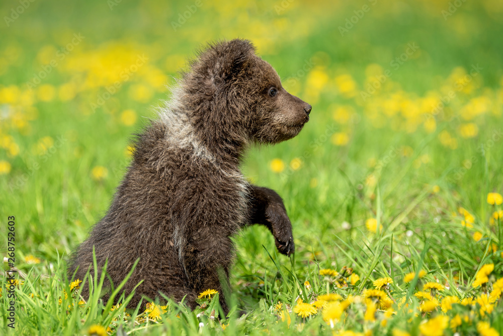Fototapeta premium Brown bear cub playing on the summer field