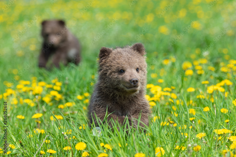 Fototapeta premium Brown bear cub playing on the summer field