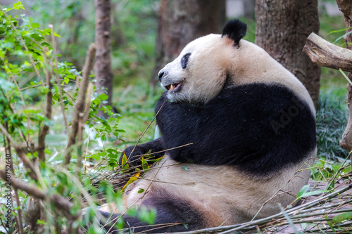 Fototapeta Naklejka Na Ścianę i Meble -  panda in zoo of Sichuan China