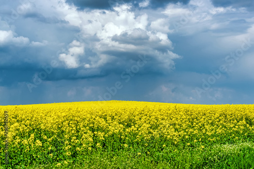 Spring flower field and blue sky