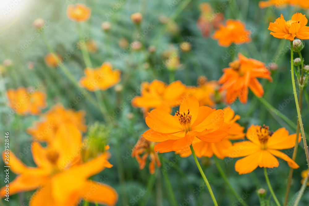 yellow cosmos flowers in the garden with sun light yellow cosmos flowers in the garden with sun light