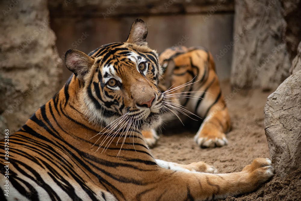 Bengal tiger in the zoo looking at camera