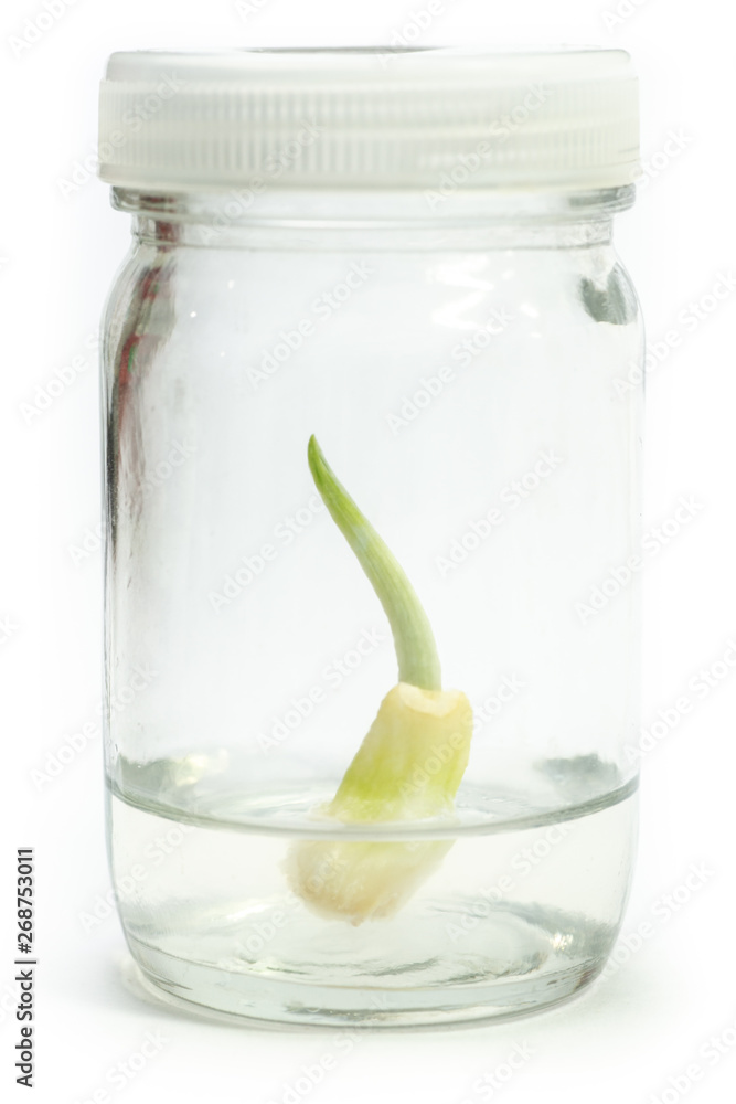 plantlet tissue culture of garlic in agar medium on white background plantlet tissue culture of garlic in agar medium on white background