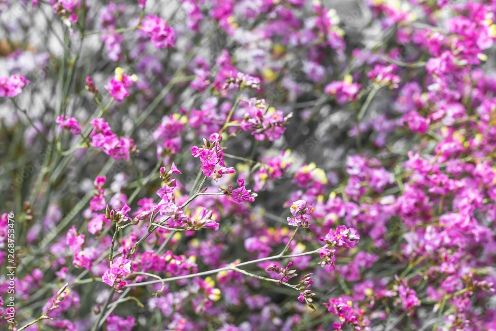 Beautiful purple grass flower in the garden.