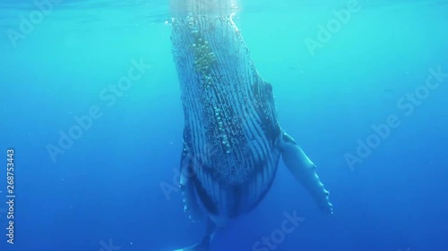 A large humpback whale swims up to the ocean surface, and then swims back down. photo