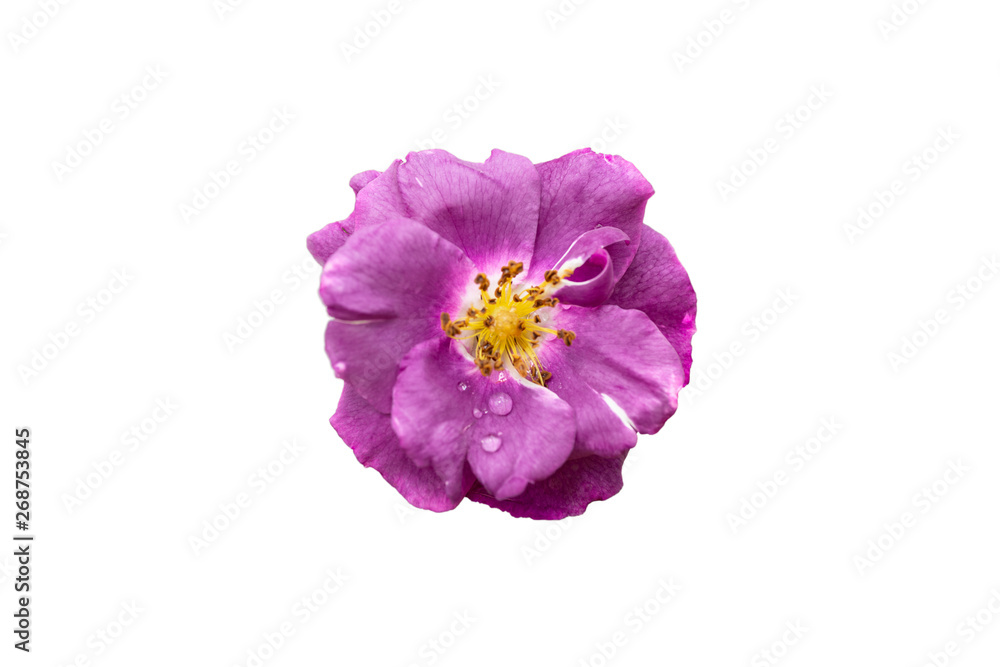selection of beautiful purple rose flower isolated on white background with paths