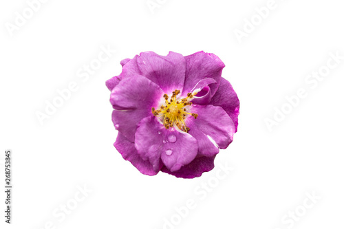 selection of beautiful purple rose flower isolated on white background with paths © aum1956