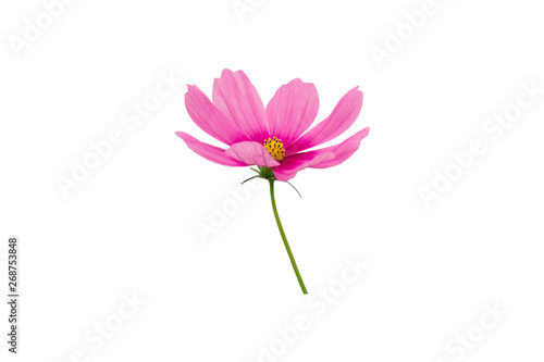 pink cosmos flower isolate on white background with path