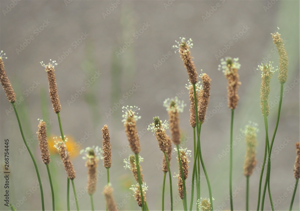 Naklejka premium ヘラオオバコの花 春の花 