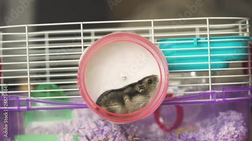 Hamster running in a wheel