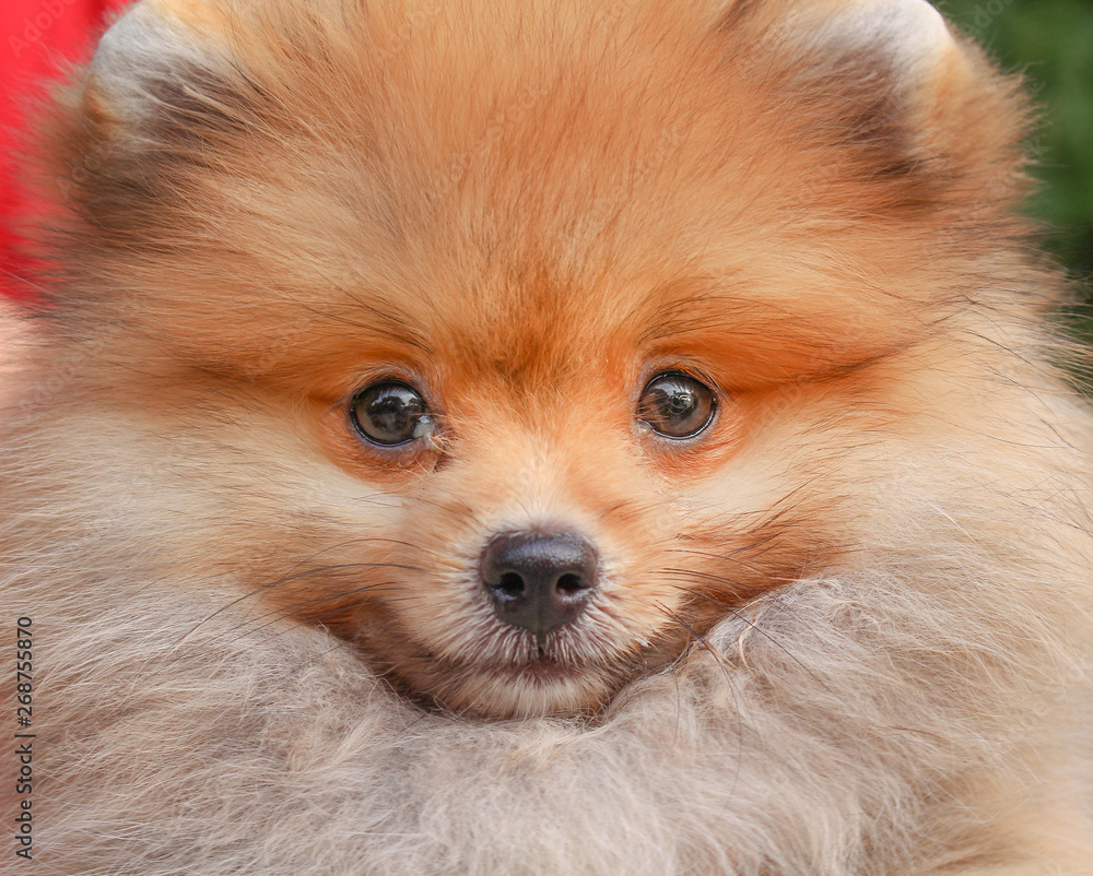 Smiling adorable brown fluffy pomeranian dog ,  nature animal with happy face on background looking at camera