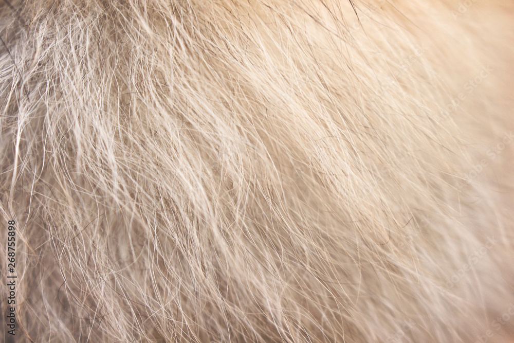 Light brown with white fluffy pomeranian dog fur short smooth seamless patterns texture for background Light brown with white fluffy pomeranian dog fur short smooth seamless patterns texture for background