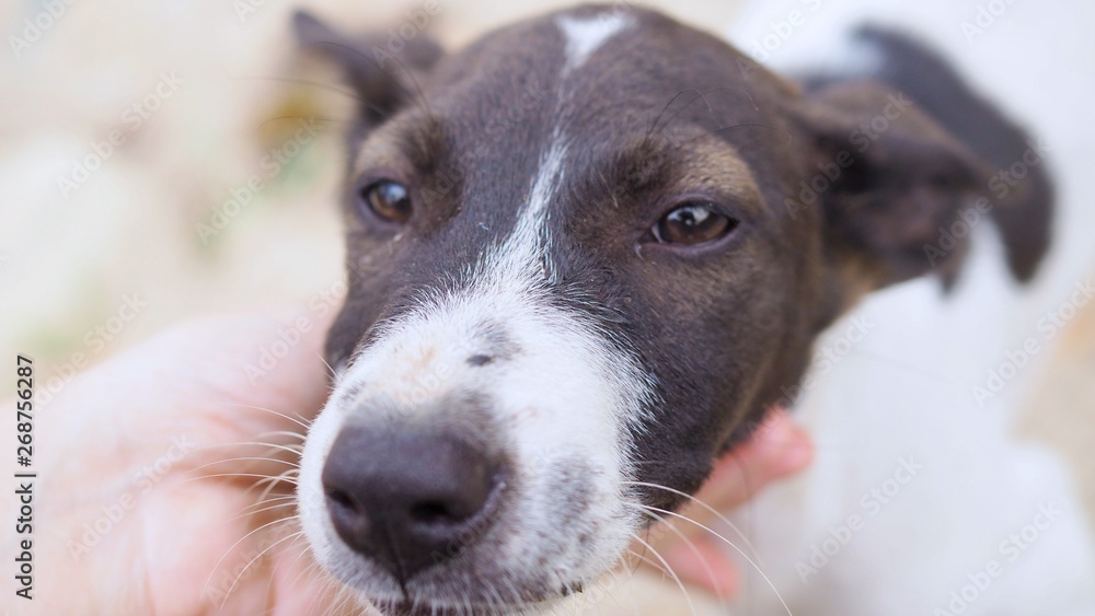 Homeless dog, Selective focus of young dog looking at camera, Women hand scratch the chin of puppy, Relaxed dog on the sand beach, In Thailand, Top view