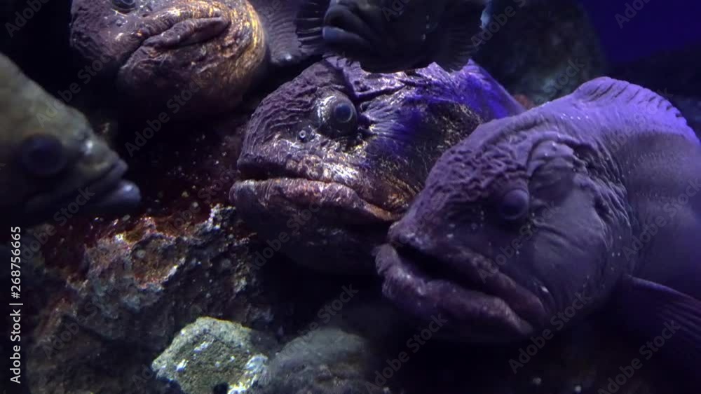 Wolffish Wolffish