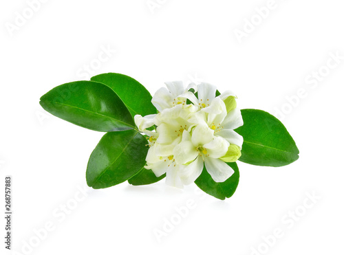 Jasmine flowers isolated on white background