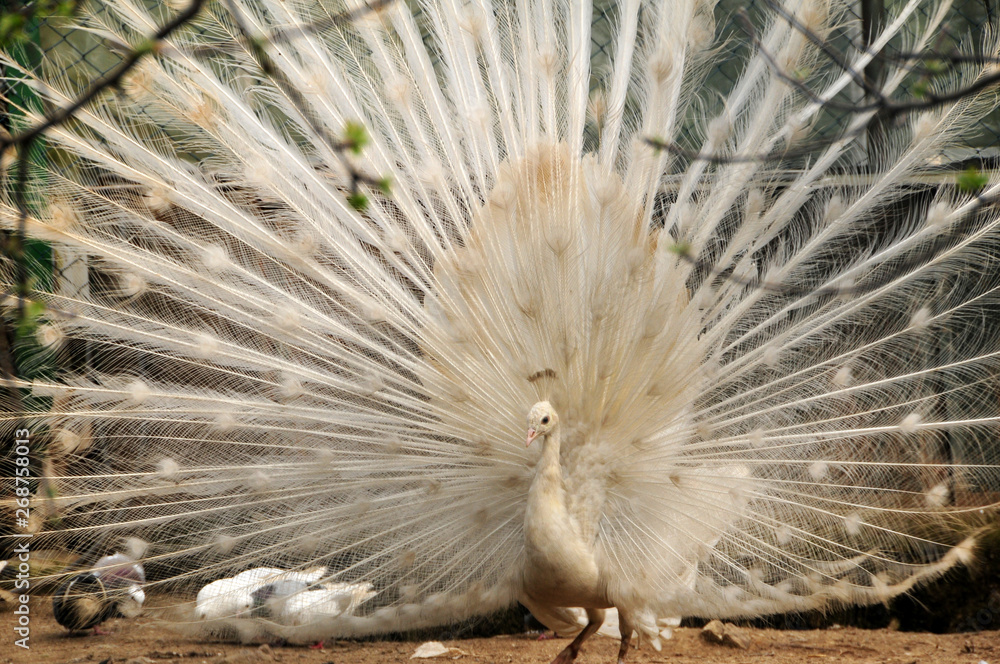 White peacock with wings open
