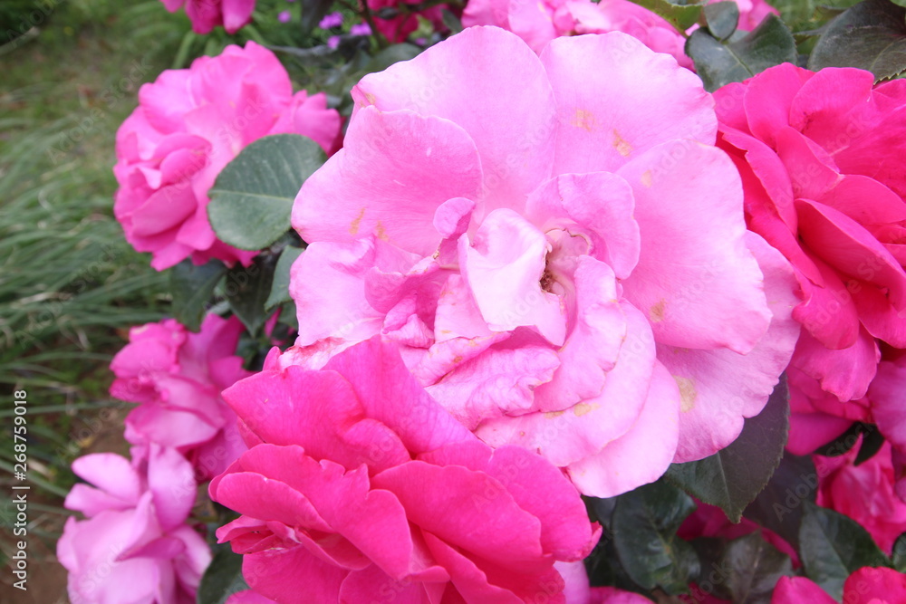 綺麗に咲いた薔薇 綺麗に咲いた薔薇
