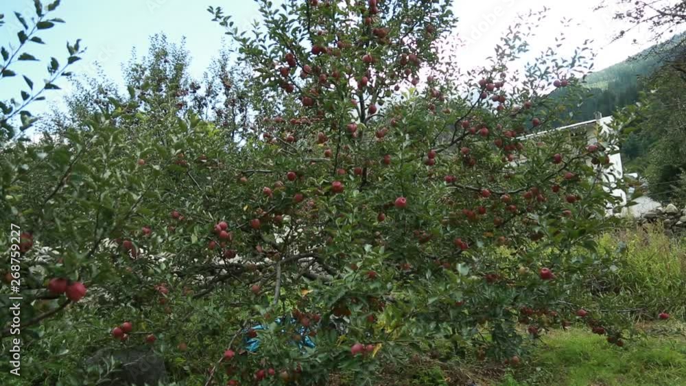 Beautiful Red apples in Apple Orchard in Himalayas. Himalayas Apple. Uttarakhand Apple. Upper Himalayas Apple.India Apples.Apples Blooming trees. Beautiful Red apples in Apple Orchard in Himalayas. Himalayas Apple. Uttarakhand Apple. Upper Himalayas Apple.India Apples.Apples Blooming trees.