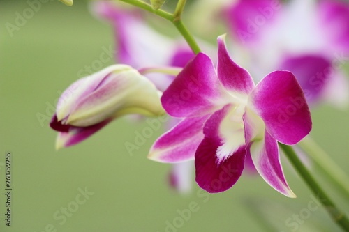 Orchid flower is beautiful in the garden