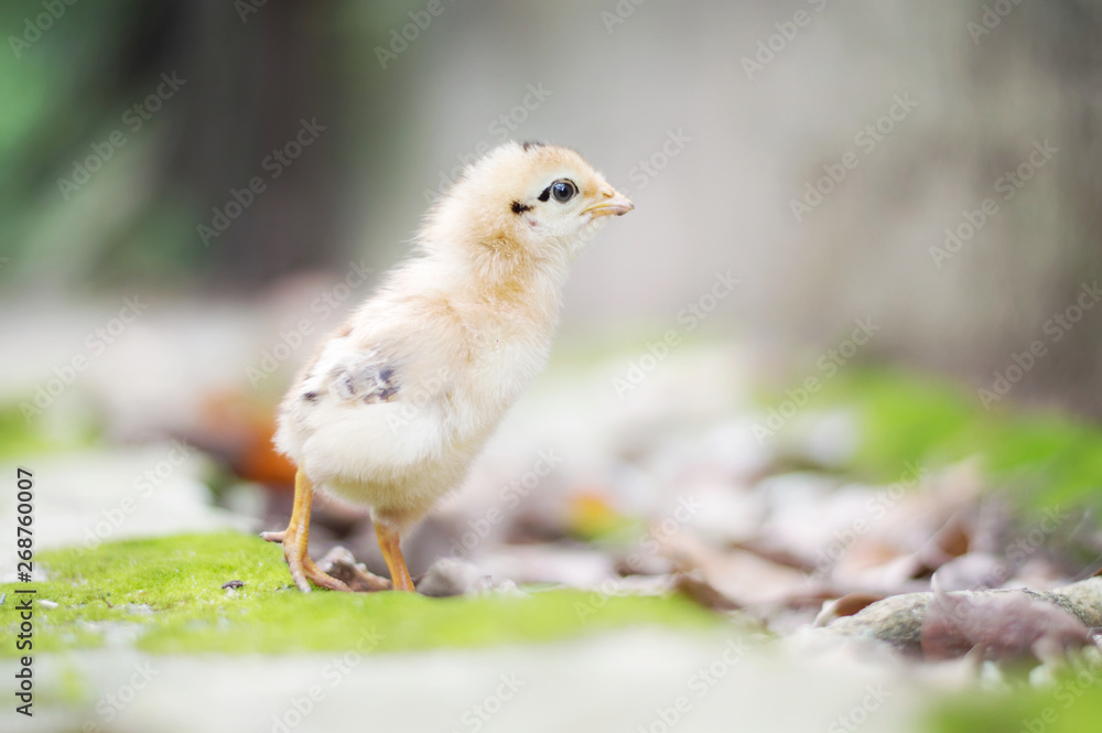 Fototapeta premium A little chicken in garden