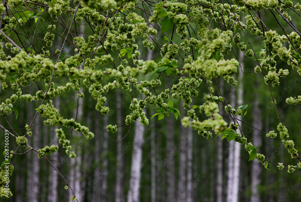 blossoming leaves on a blurred background of a birch grove blossoming leaves on a blurred background of a birch grove