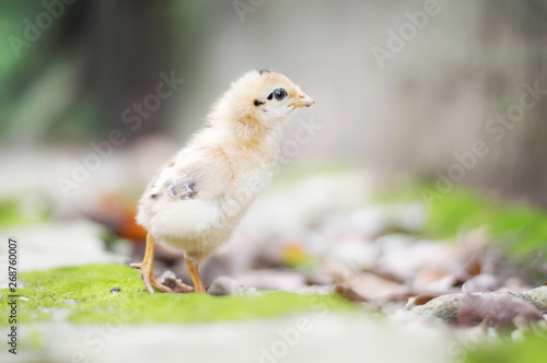 A little chicken in garden © maybeiii