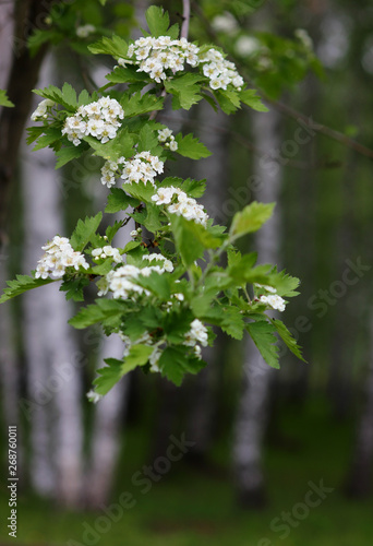 blossoming leaves on a blurred background of a birch grove