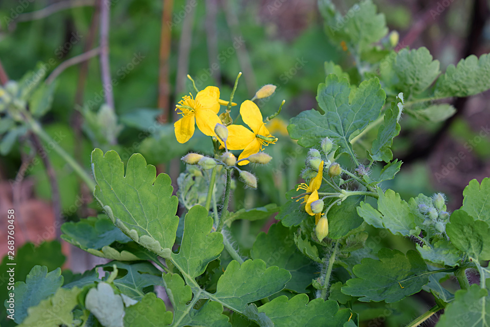 Blooming celandine in the forest in spring. Blooming celandine in the forest in spring.