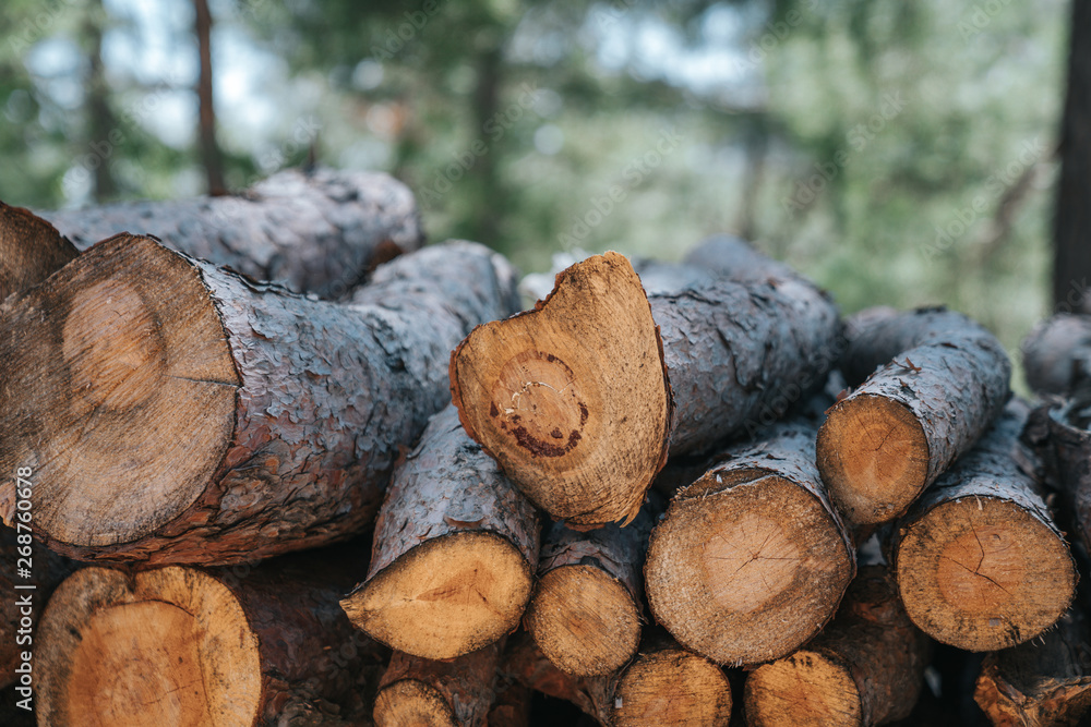 A pile of wooden logs prepares for the wood industry. A pile of wooden logs prepares for the wood industry.