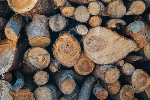A pile of wooden logs prepares for the wood industry. 
