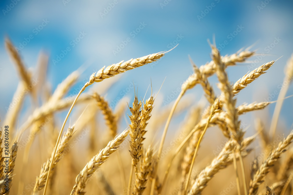 Close up of wheat ears. Golden wheat field over blue sky at sunny day. Close up of wheat ears. Golden wheat field over blue sky at sunny day.