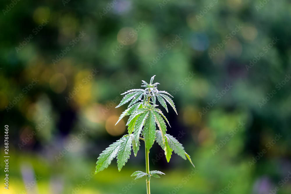 Young shoot of hemp or marijuana plant bush on natural background, for medical or for agricultural and industrial use Young shoot of hemp or marijuana plant bush on natural background, for medical or for agricultural and industrial use