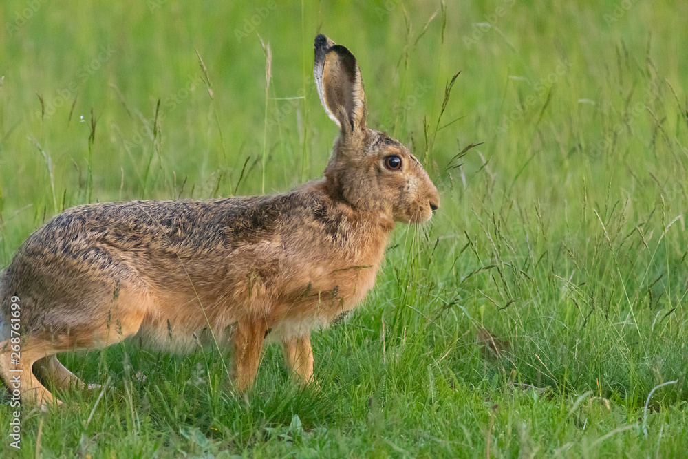Fototapeta premium brown hare on the spring meadow