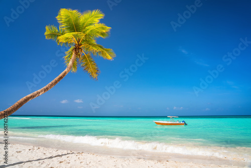 Fototapeta Naklejka Na Ścianę i Meble -  Palm tree on beautiful tropical sunny beach in Dominican republic