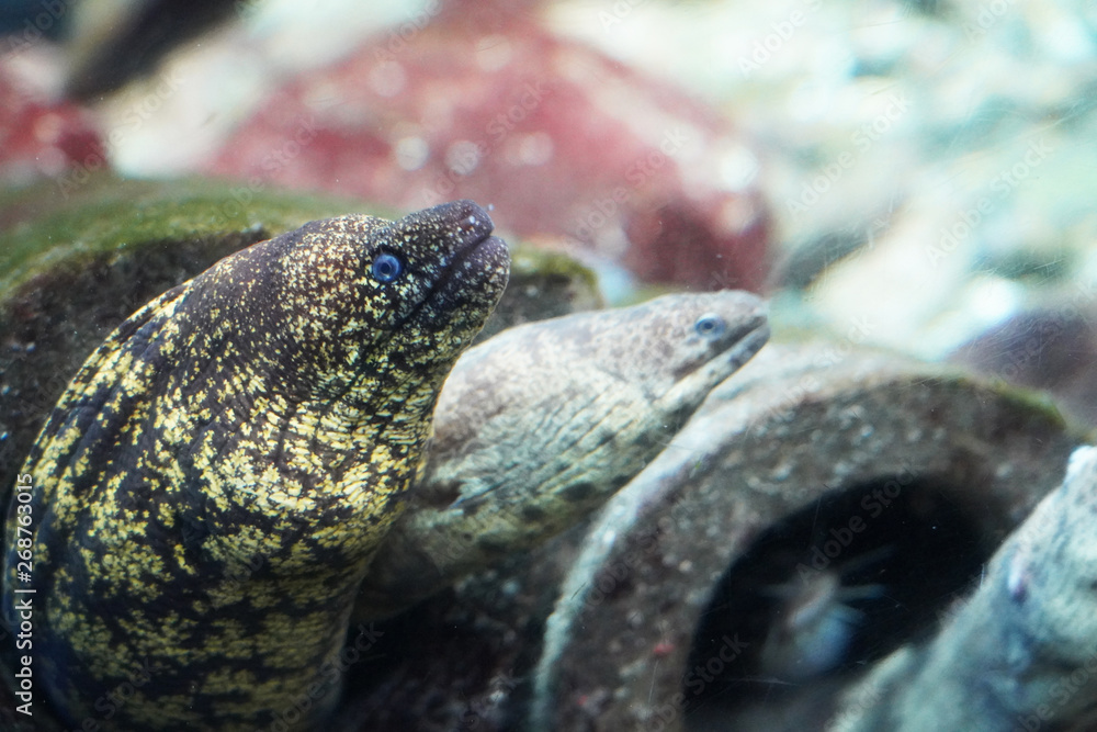 Obraz premium Moray eel
