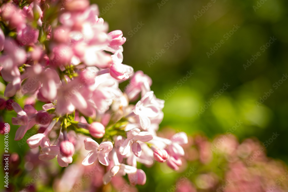 Fototapeta premium Lilac flowers, Syringa vulgaris, in a warn afternoon light, in a spring garden, blurred background