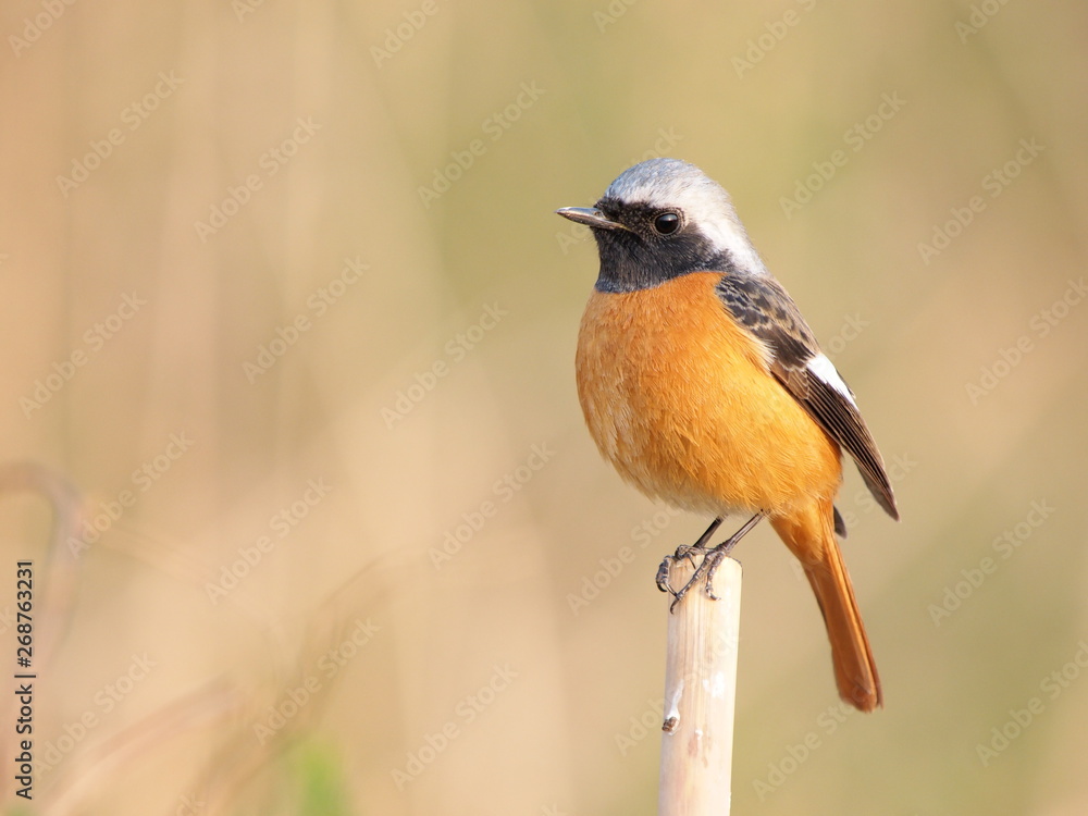 Fototapeta premium ジョウビタキのオス