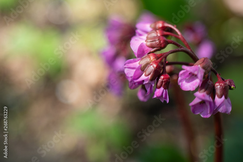 Lilac flowers, Syringa vulgaris, in a warn afternoon light, in a spring garden, blurred background © bonilook