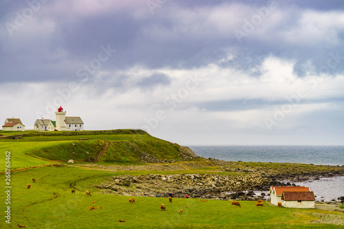 Cows on pasture at Obrestad lighthouse  Norway.