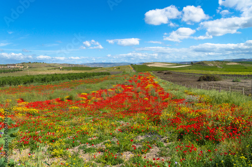 Beautiful Red Poppy Field  Sicilian Landscape  Caltanissetta  Italy  Europe
