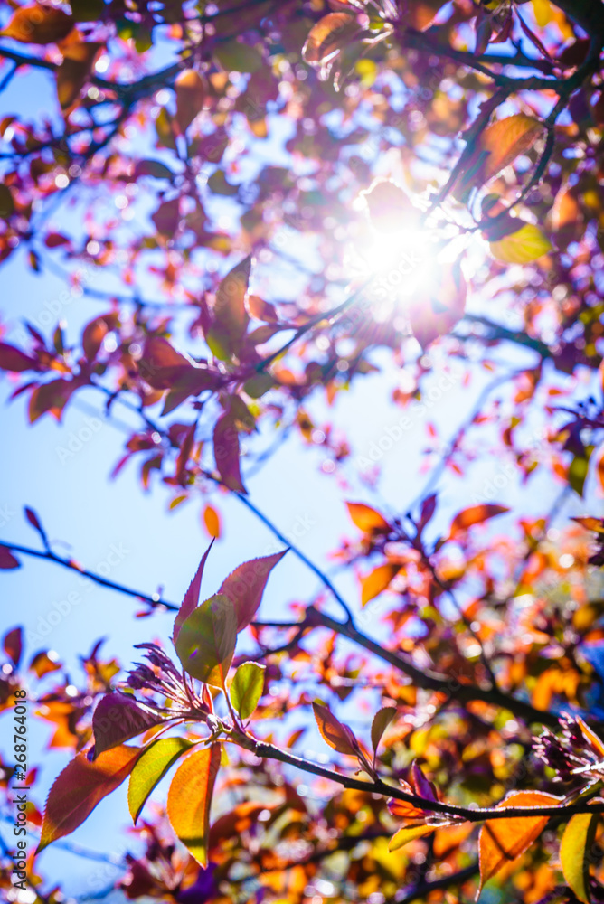 Sun illuminating through tree branches and leaves Sun illuminating through tree branches and leaves