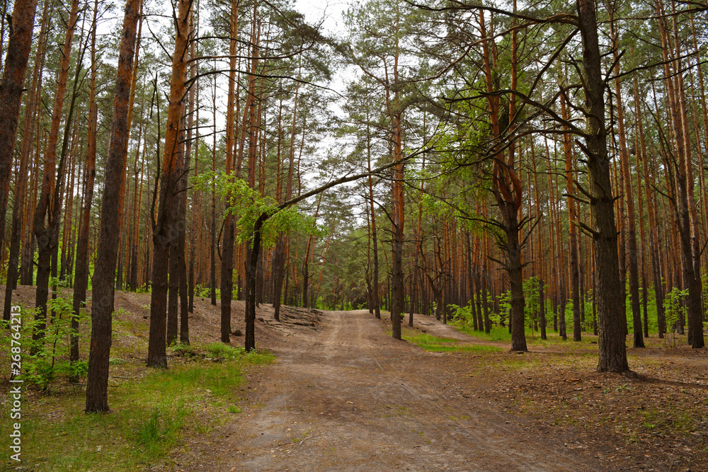 Long road in a pine forest. Summer nature. Long road in a pine forest. Summer nature.