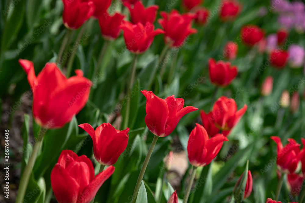 Many bright red tulips in the Park on a Sunny day