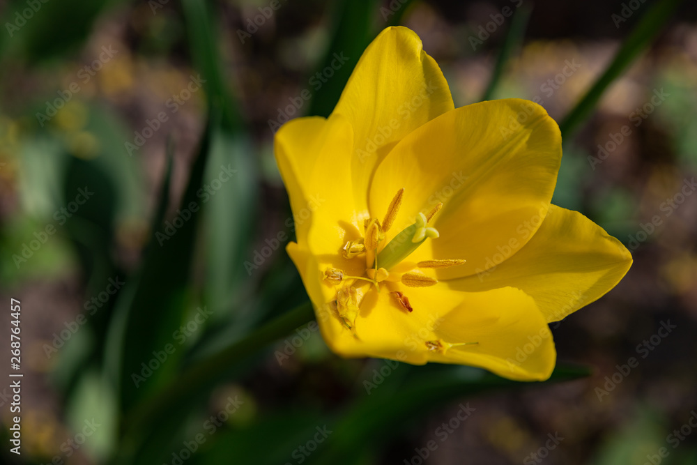 macro shooting of a Tulip flower of an unusual color on a blurred green background macro shooting of a Tulip flower of an unusual color on a blurred green background